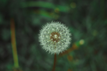 Dandelion bloom at the end of May