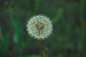 Dandelion bloom at the end of May