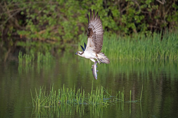 Western osprey in flight over water with green background and a fresh caught fish grasped by the tail.
