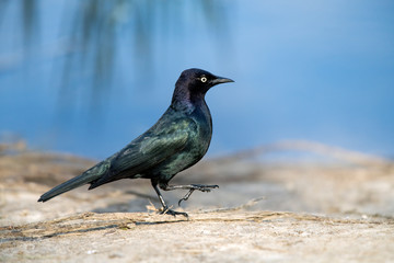 Grackle walking on dirt shoreline with blue water and tree reflections in the background.