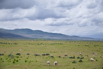Fototapeta na wymiar Sheep grazing in Landscape stormy panorama view from the border of Utah and Idaho from Interstate 84, I-84, view of rural farming, sheep and cow grazing land in the Rocky Mountains. United States.