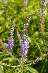 veronica longifolia garden speedwell blue flowers vertcial