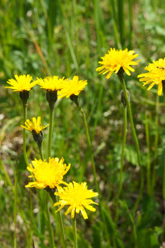 Autumn hawkbit or leontodon autumnalis yellow flowers
