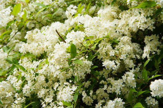 Deutzia lemoinei lemoine bush of white flowers