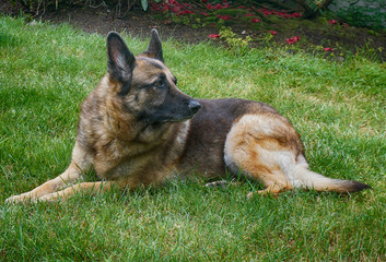 female german sheperd