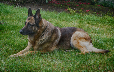 Pretty German Sheperd Dog