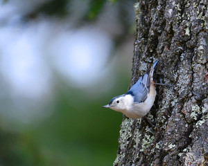 close up on white breasted nuthatch on the tree trunk
