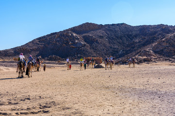 Tourists riding camels in bedouin village not far from the Hurghada city, Egypt
