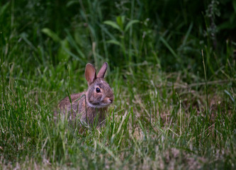 Naklejka na ściany i meble Eastern Cottontail Rabbit sitting on grass