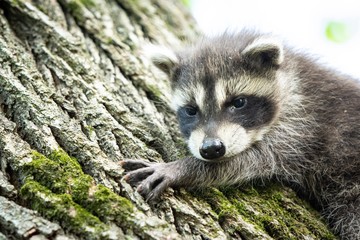 Baby Raccoon Climbing Tree - Cute 