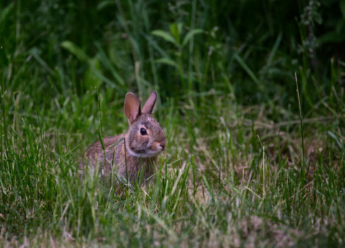 Eastern Cottontail Rabbit sitting on grass - Powered by Adobe