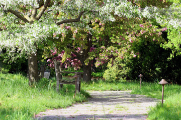 Springtime nature background with blossoming garden. Scenic view with wooden bench under beautiful blooming tree.