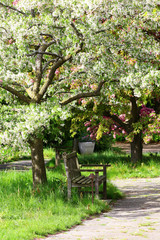 Springtime nature background with blossoming garden. Scenic view with wooden bench under beautiful blooming tree. Vertical composition.