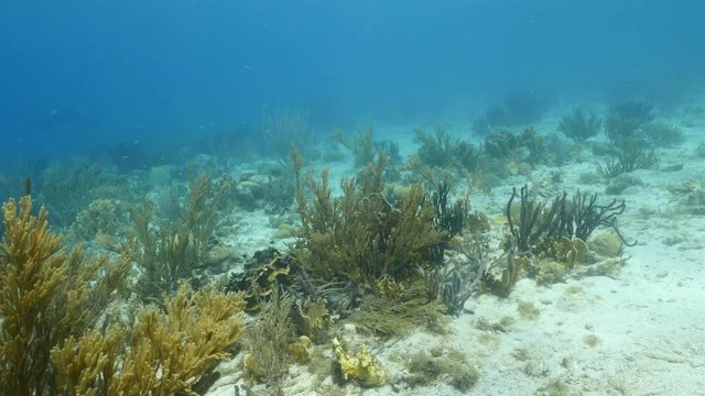 Seascape of coral reef in the Caribbean Sea around Curacao at dive site Playa Hundu with hard and soft coral