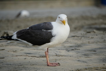 Gaviota