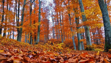 Autumn landscape in the forest