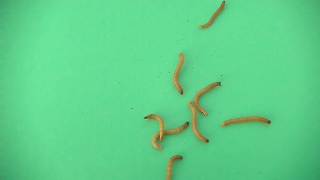 Lots of Larvae. Insects in the family Elateridae are commonly called click beetles. Green background.