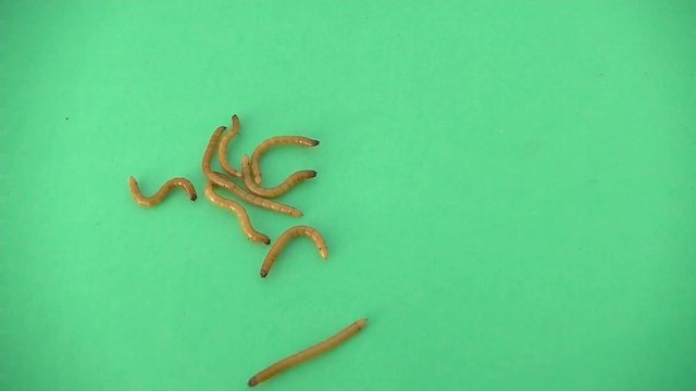 Lots of Larvae. Insects in the family Elateridae are commonly called click beetles. Green background.