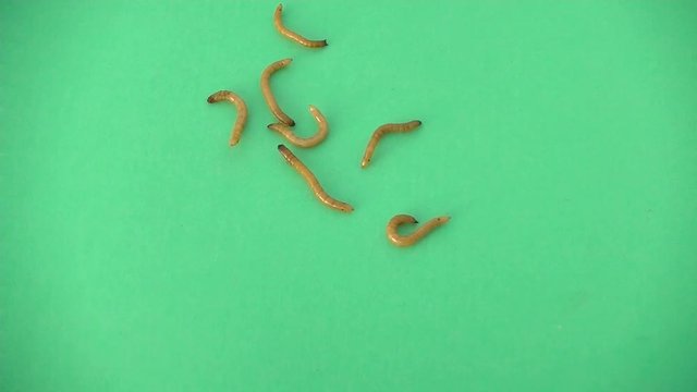 Larvae are falling. Insects in the family Elateridae are commonly called click beetles. Green background.