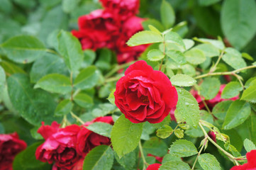 Shrub of red garden roses