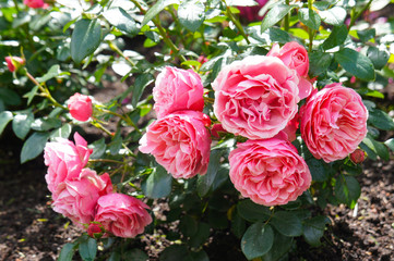 rose leonardo da vinci pink flowers on shrub 