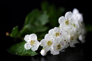 Naklejka na ściany i meble White flowers of hawthorn on a dark background close up