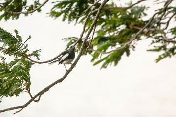 Oriental Magpie Robin The beautiful bird,