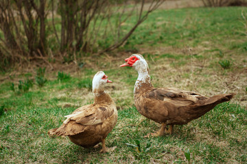 Obraz premium Village sketches. DUCK ON WALK