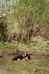 Birds fighting without rules. Ducks.