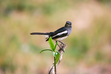Oriental Magpie Robin The beautiful bird,