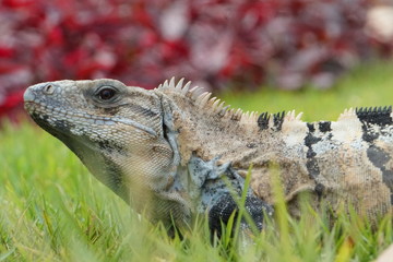Iguana