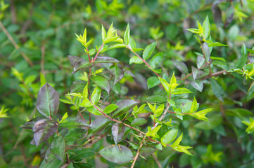 Myrtus communis or myrtle or brautmyrte green foliage