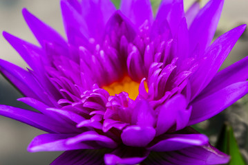 Beautiful purple lotus flower (water lily) blossom