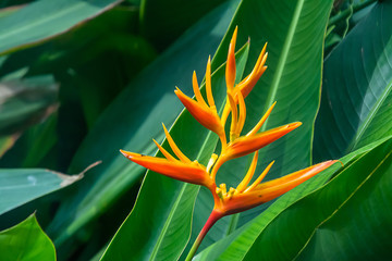 Bird of Paradise