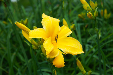 Hemerocallis lilioasphodelus lemon lily yellow flower with green background