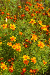 Tagetes tenuifolia orange marigold flowers vertical