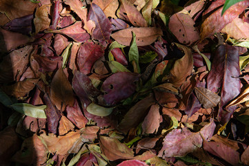 Colorful of dry leaves on the ground with shadow background.