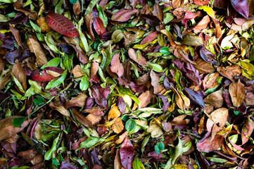 Beautiful colorful of dry leaves on the ground background.