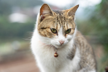 Portrait Cute cat sitting in front of the house Is a cute pet and good habits