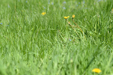 Green grass and flowers in the meadow on a bright sunny day. Natural background