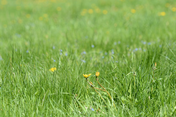 Green grass and flowers in the meadow on a bright sunny day. Natural background