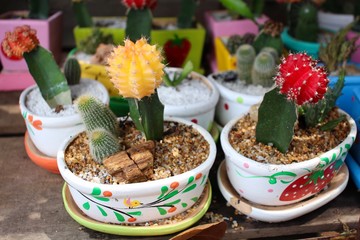 Red and yellow cactus flower 