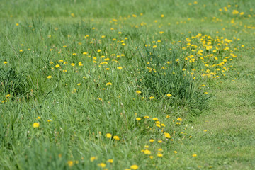 Green grass and flowers in the meadow on a bright sunny day. Natural background