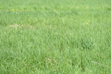 Green grass and flowers in the meadow on a bright sunny day. Natural background