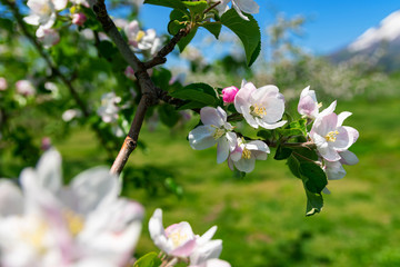 【青森津軽】りんご園のりんごの花は満開