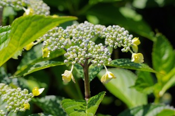 石神井公園の紫陽花