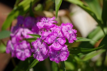 ナデシコの花