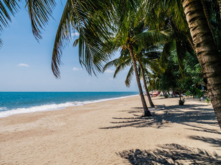 Coconut palm tree on the beach