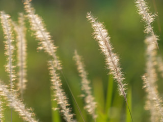 Close up Grass Flower with Sunlight Isolated on Nature Background