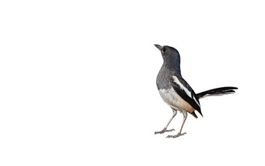 Close up Oriental Magpie Robin or Copsychus Saularis Isolated on White Background with Copy Space